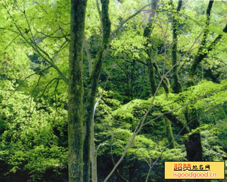 九和附近景点六十田天然阔叶林区