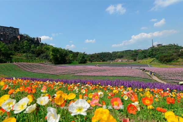 “花田酒地”景区
