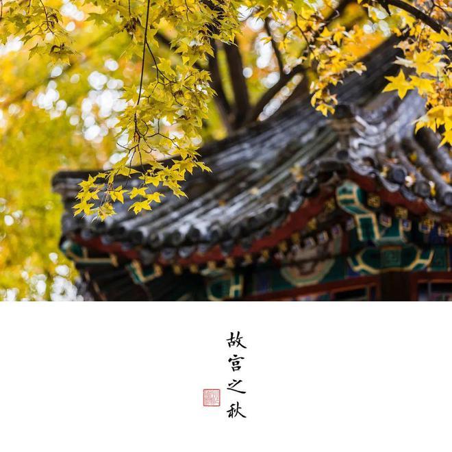 一到秋天，故宫就美成了紫禁城！