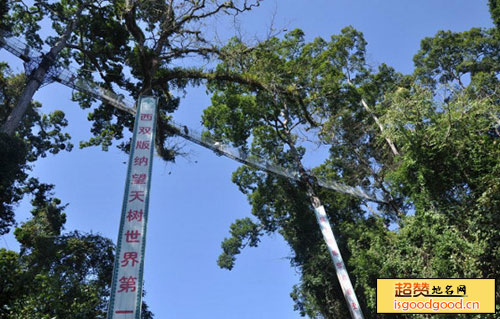 勐仑附近景点西双版纳空中走廊