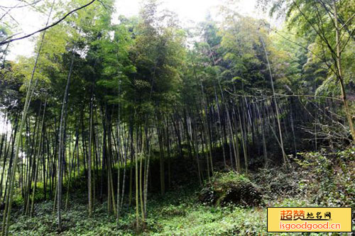 大河坎附近景点楠竹园