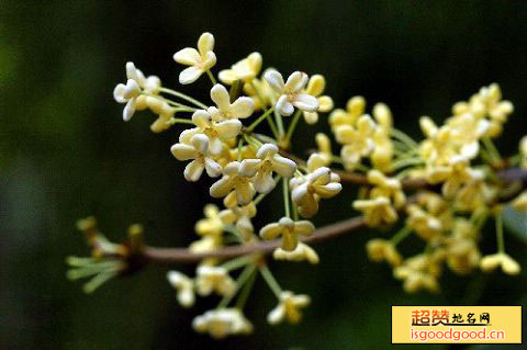 左家塘附近景点长沙桂花公园