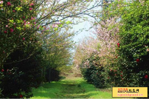 巡场附近景点王家四里坡原始森林-珙桐园