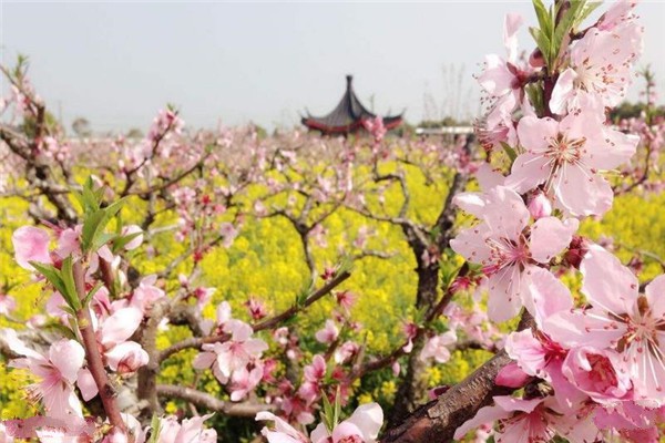 上海南汇桃花村旅游攻略