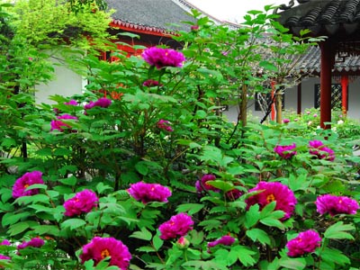 上海古猗园旅游攻略