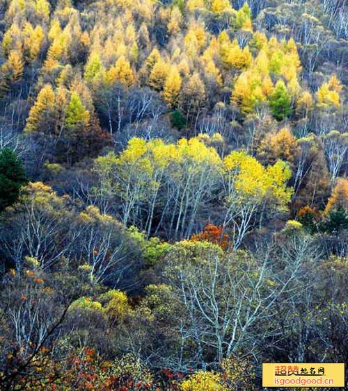 景凤附近景点太岳山森林公园