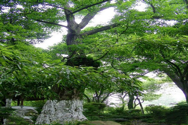 上海金山张堰公园旅游攻略