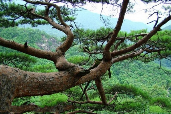 五女峰国家级森林公园旅游攻略