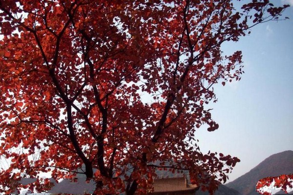 井陉大里岩生态家园旅游攻略
