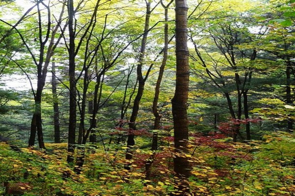 伊春兴安森林公园旅游攻略