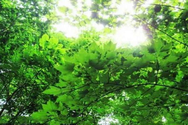伊春兴安森林公园旅游攻略