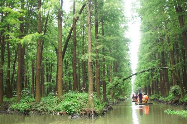 兴化李中水上森林景区旅游攻略