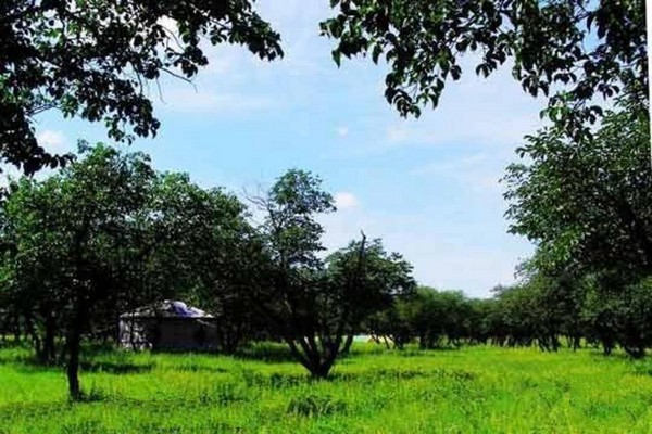 兴隆山黄榆景区旅游攻略