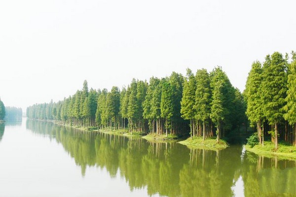 兴化李中水上森林景区旅游攻略