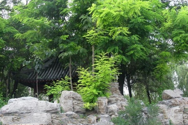 保定古莲花池旅游攻略