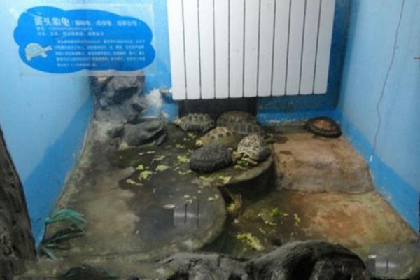 南京红山森林动物园旅游攻略