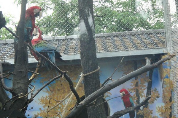 南京红山森林动物园旅游攻略