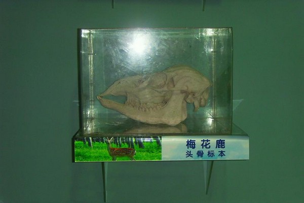 南京红山森林动物园旅游攻略