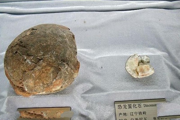吉林大学博物馆旅游攻略