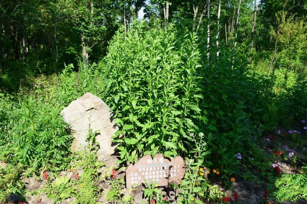 吉林长白山东北亚植物园旅游攻略