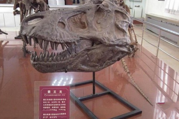 吉林大学博物馆旅游攻略