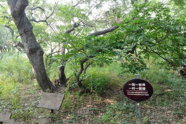 唐山湾国际旅游岛旅游攻略