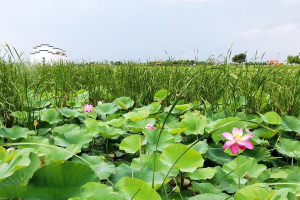 大庆黑鱼湖生态景区旅游攻略