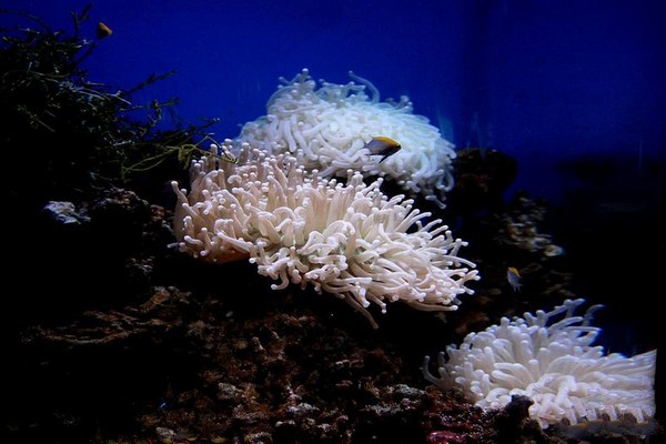 天津海昌极地海洋世界旅游攻略