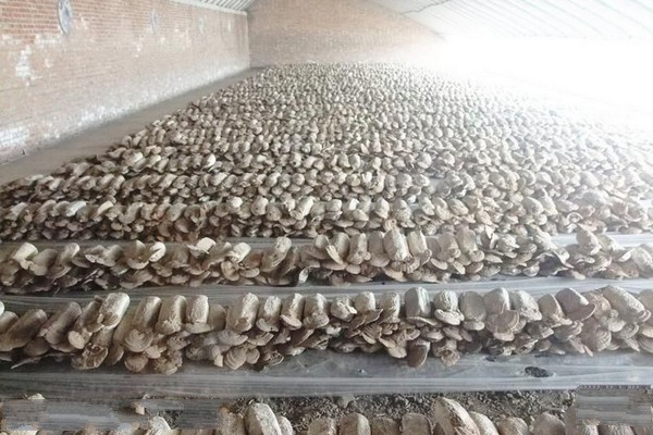 天津张家窝食用菌休闲园旅游攻略