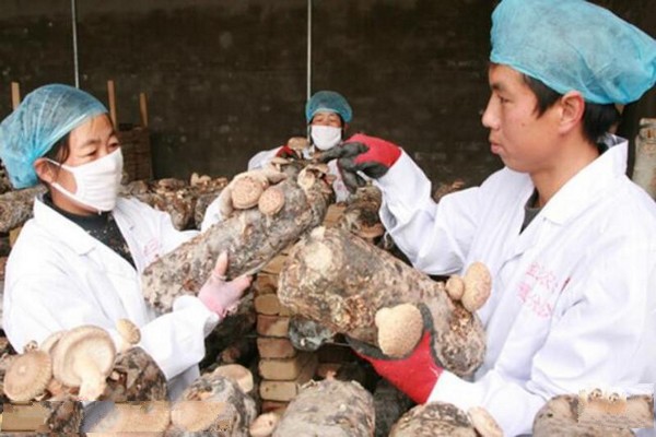 天津张家窝食用菌休闲园旅游攻略