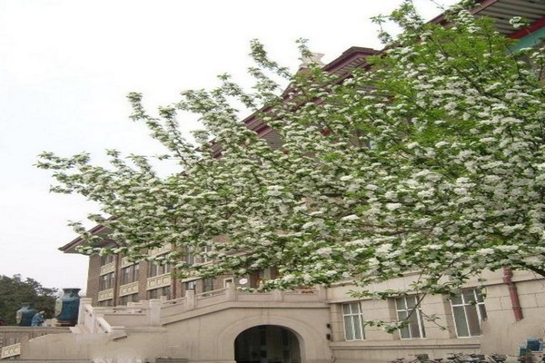 天津大学旅游攻略