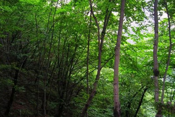 山西天脊山景区旅游攻略