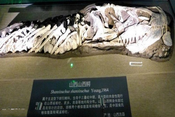 山西地质博物馆旅游攻略