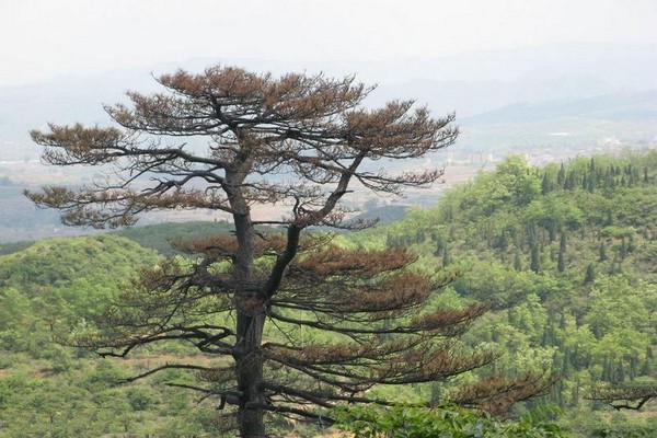 平定冠山森林公园旅游攻略