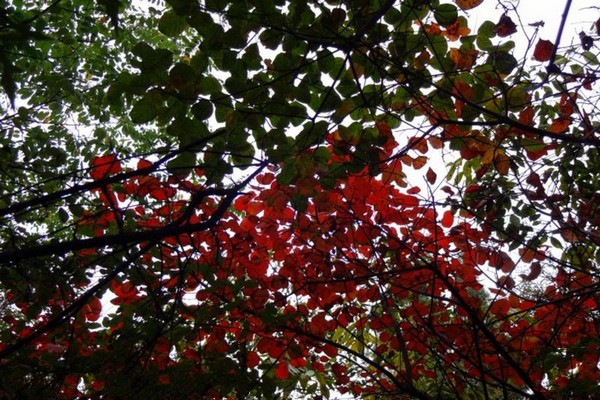 平定冠山森林公园旅游攻略