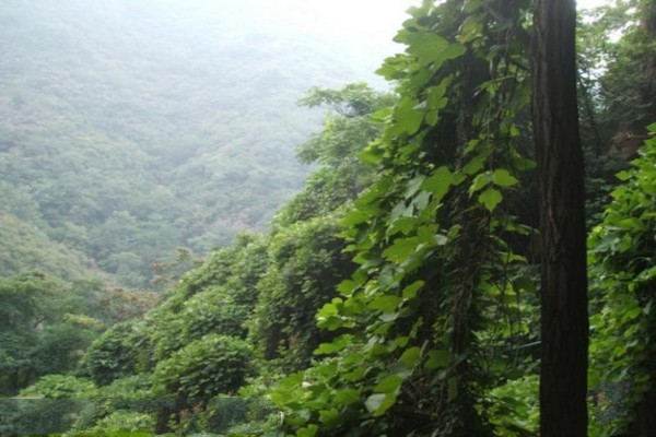 平山藤龙山景区旅游攻略