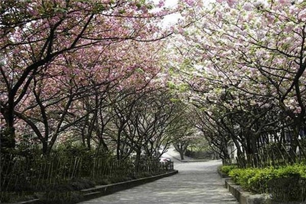 常州青枫公园旅游攻略