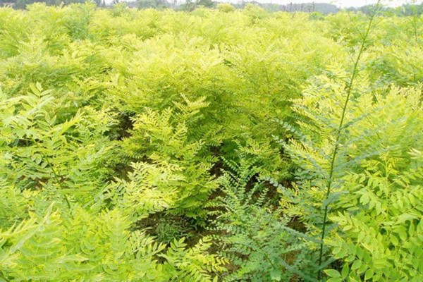 忻州市定襄凤凰山景区旅游攻略