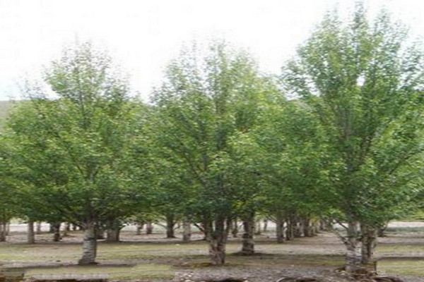 忻州市定襄凤凰山景区旅游攻略