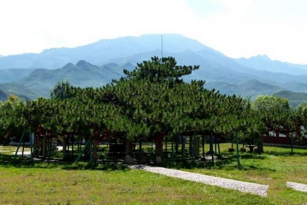 承德九龙松旅游攻略