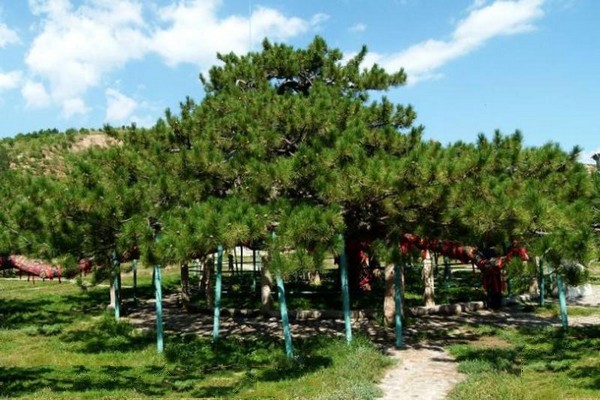 承德九龙松旅游攻略