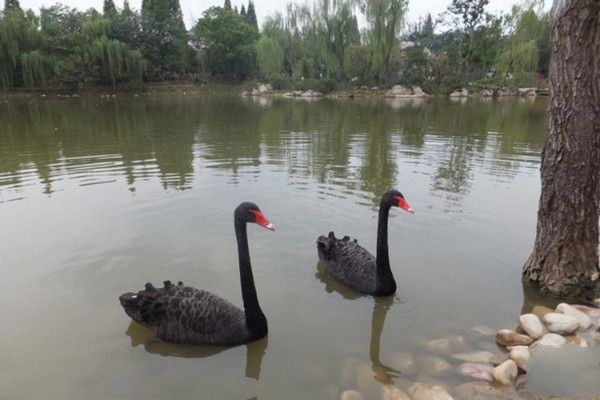 扬州茱萸湾公园旅游攻略
