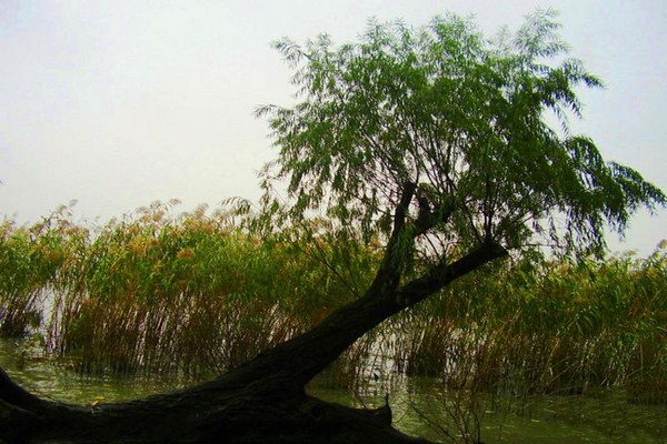 无锡龙头渚公园旅游攻略