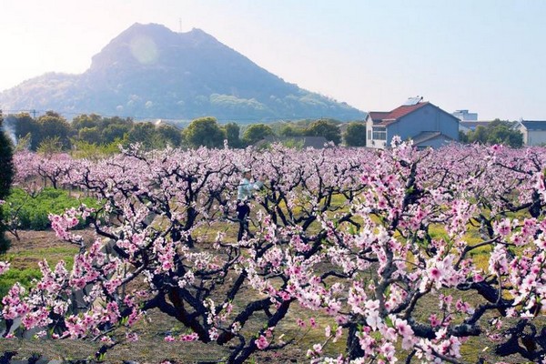 无锡阳山桃花源景区旅游攻略