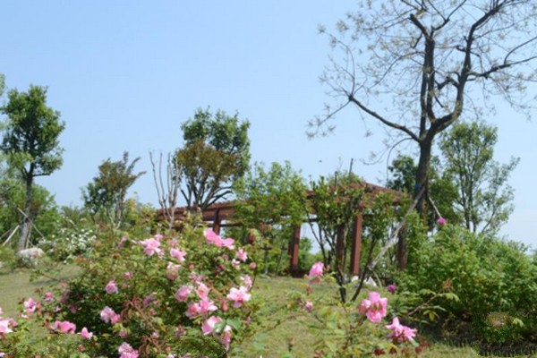 无锡鹅湖玫瑰园旅游攻略