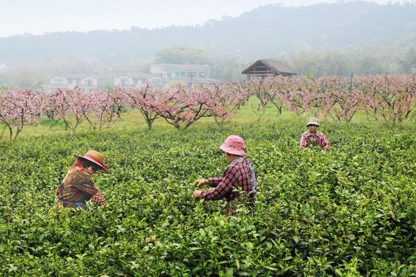无锡阳山桃花源景区旅游攻略