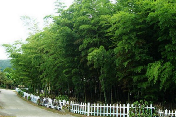 无锡龙寺生态园旅游攻略