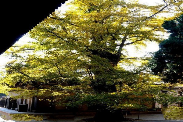 晋城青莲寺旅游攻略