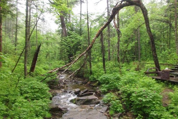 森工清河林区旅游景区旅游攻略