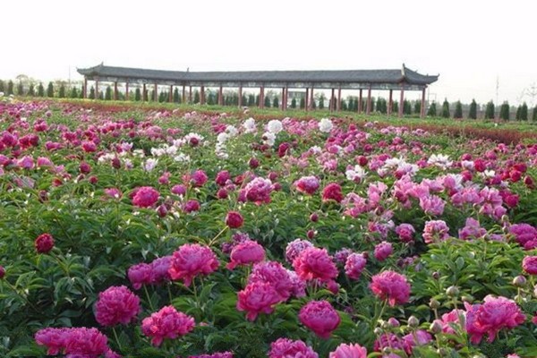 柏乡汉牡丹园旅游攻略